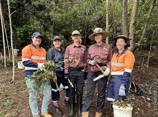 Hinterland Bush Links and Unitywater crews weeding invasive plants