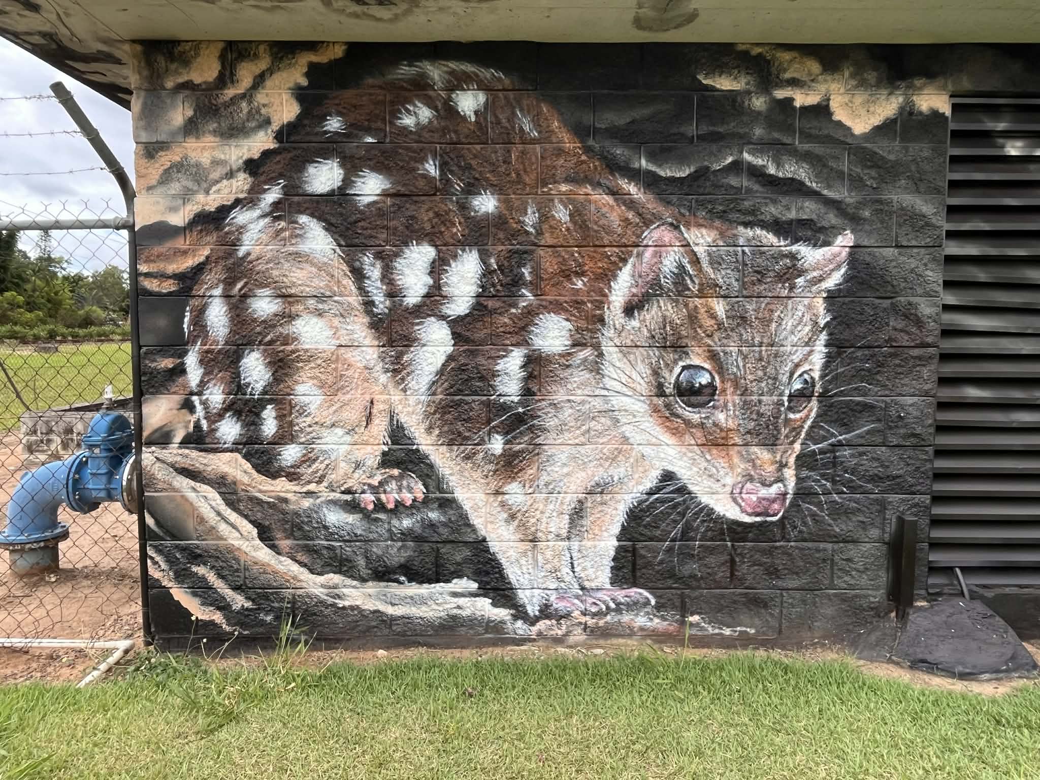 Caboolture - David Houghton Quoll