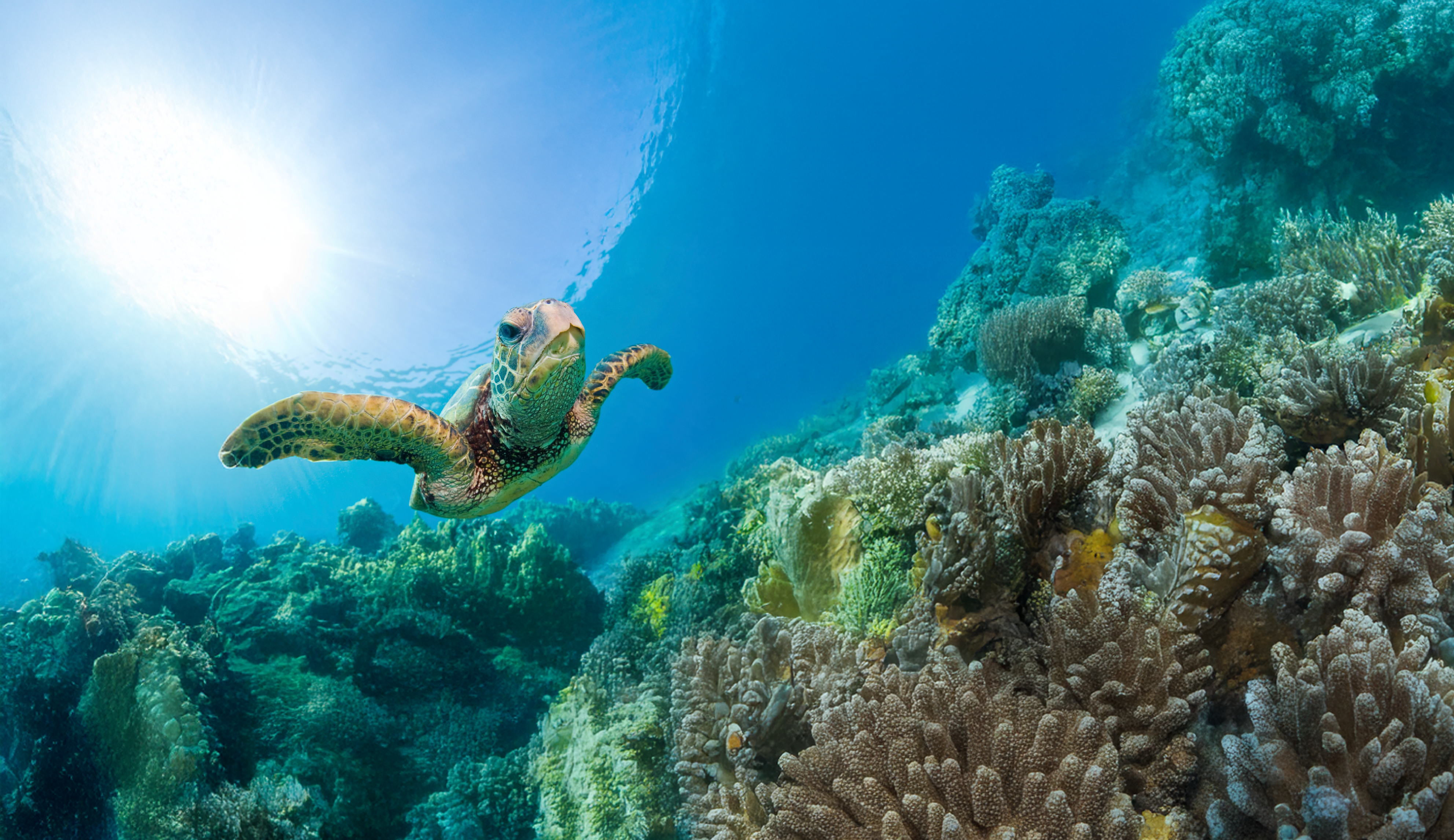 Turtle swimming above coral reef in ocean