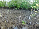 Mangroves