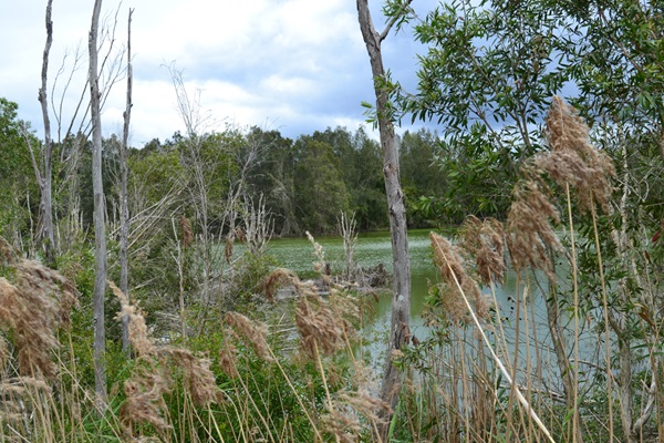 Healthy Waterways