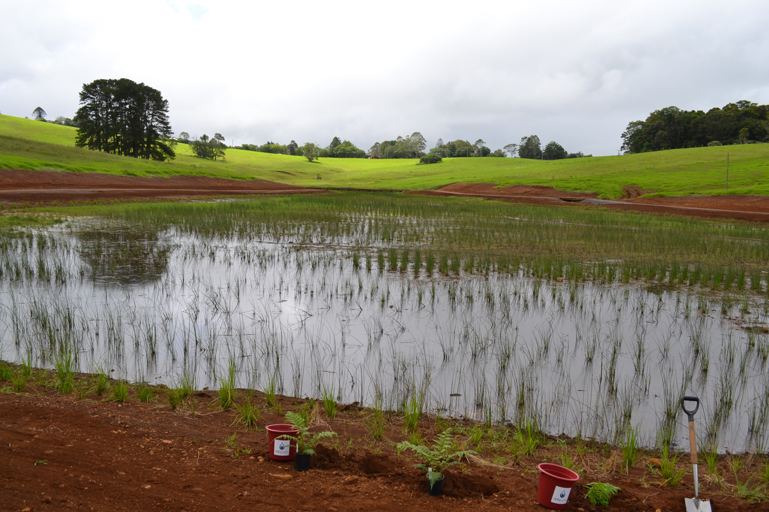 Maleny wetlands