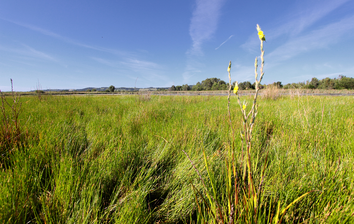 Maleny wetlands