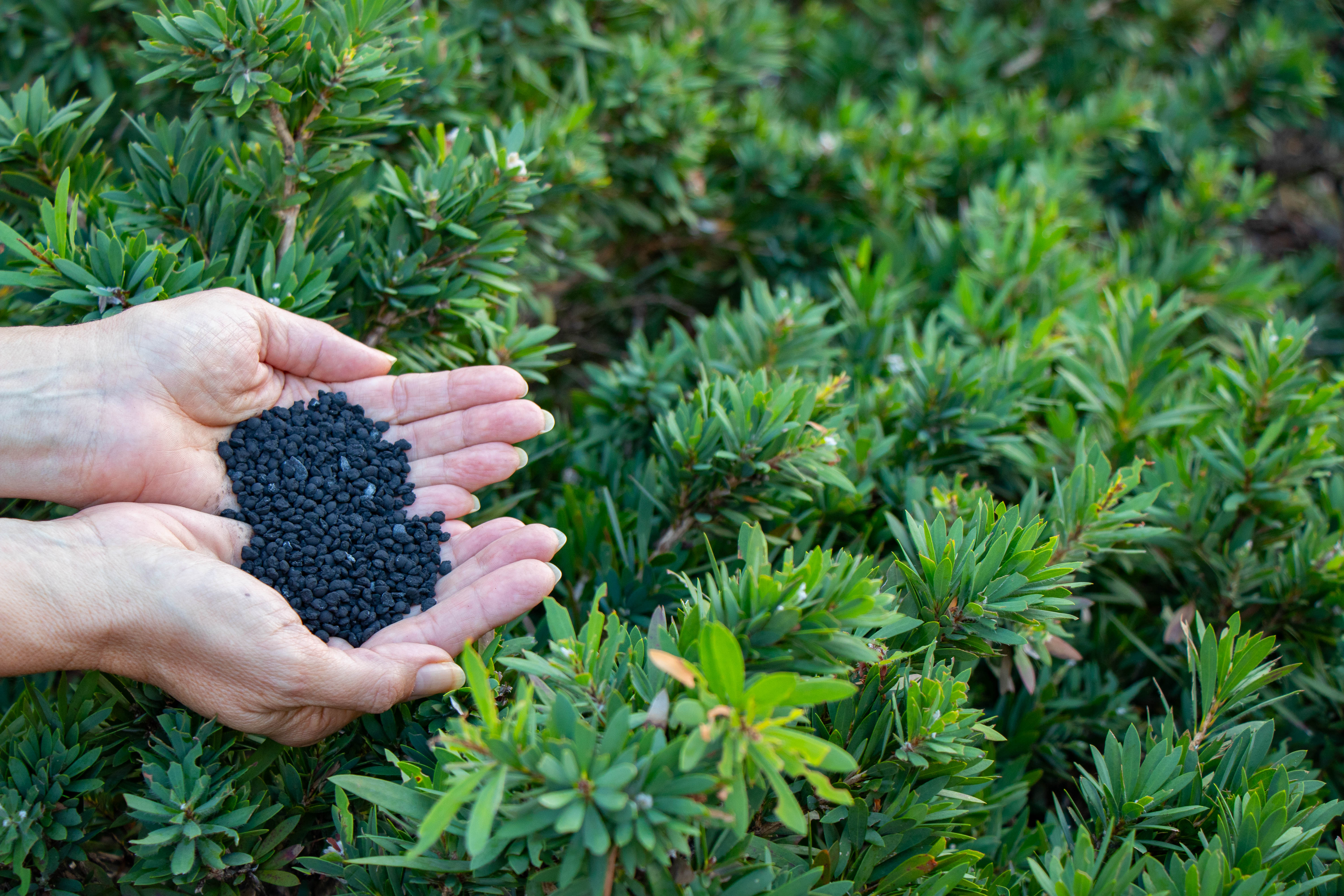 Hands holding biochar in a field