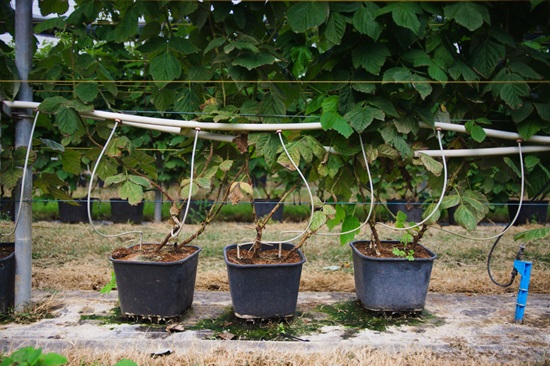 Irrigation on plants