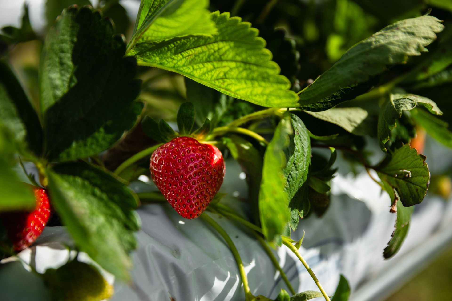 Strawberry crop connected to Wamuran Irrigation Scheme