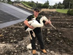Wildlife Noosa Chief Rescue Officer William Watson rescues a large pelican. 