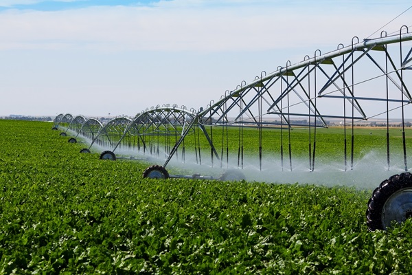 Recycled water irrigation of commercial food crop