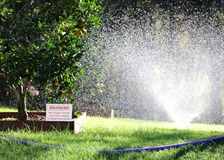 Recycled water purple pipe and sprinkler watering fruit tree