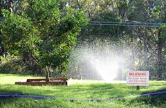 Recycled water purple pipe and sprinkler watering fruit tree