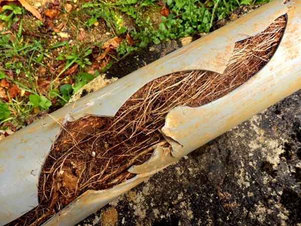 Broken sewerage pipe filled with tree roots