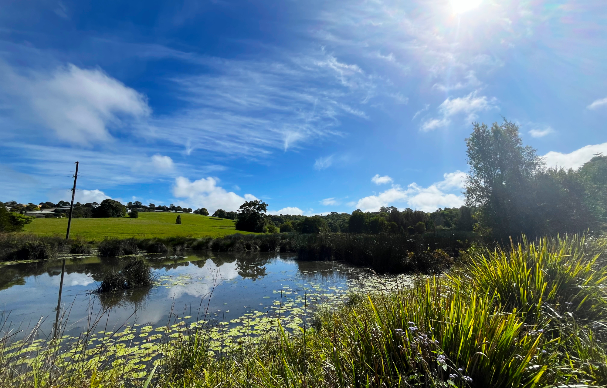 Maleny wetland