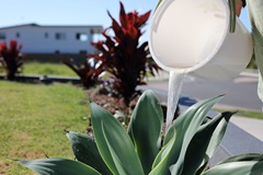 Pouring bucket of water into residential garden
